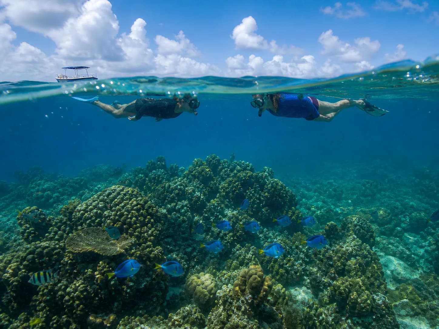 Illustrative image of Reef Snorkeling