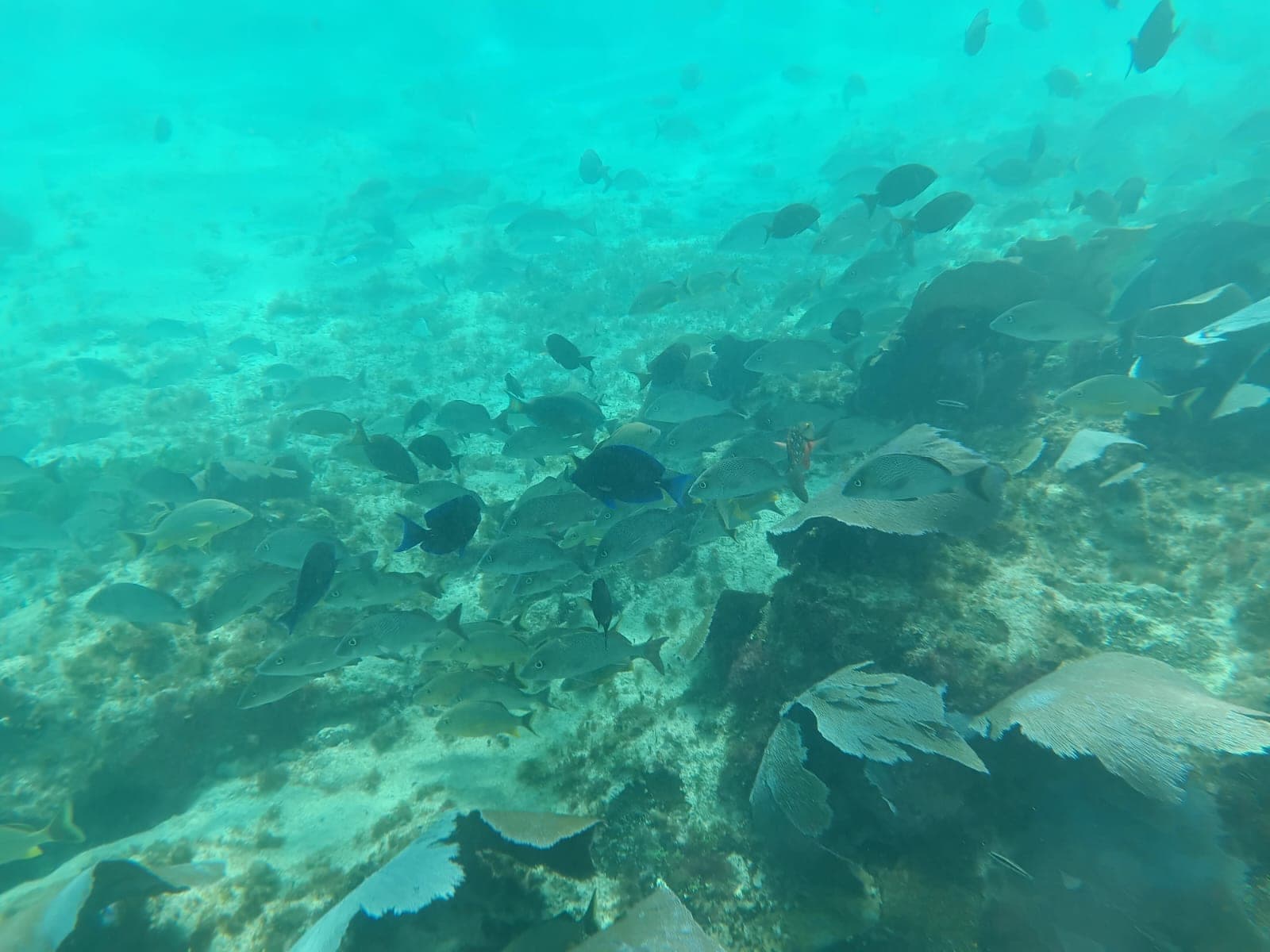 A school of fish over the reef, dozens moving together