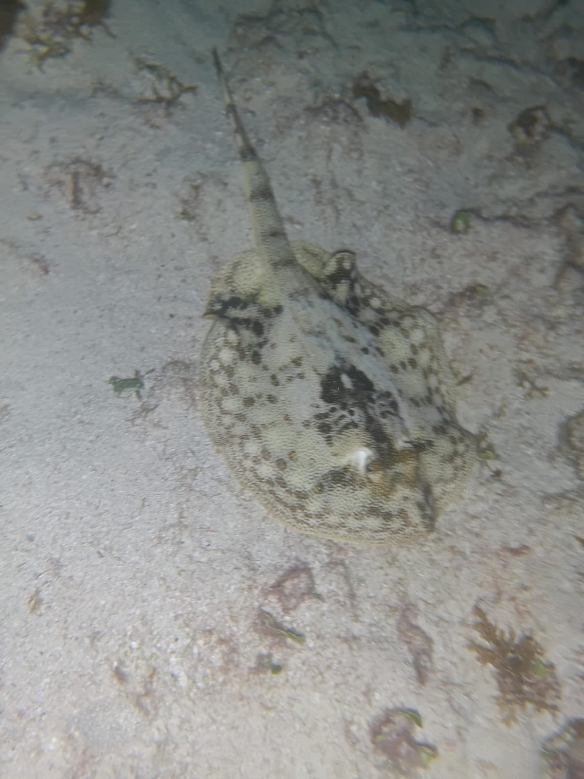 Spotted stingray resting on the sandy bottom