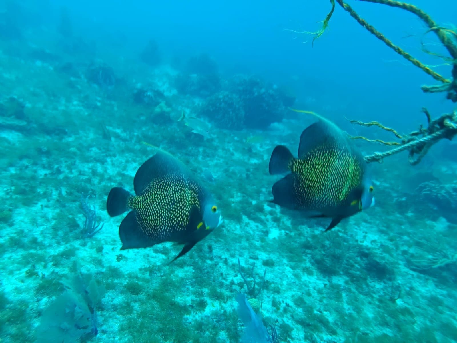 A pair of French angelfish swimming together over the reef