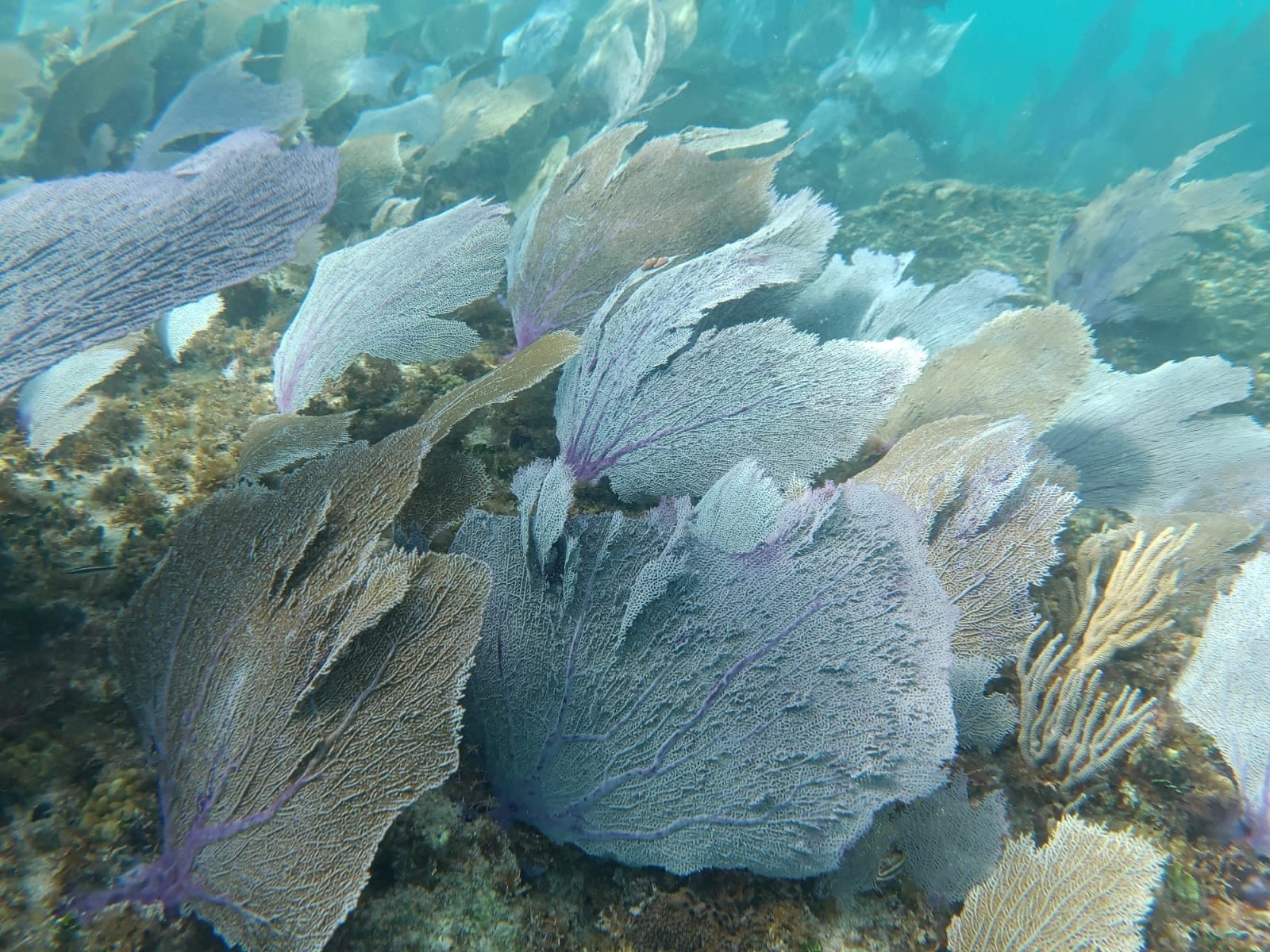 A garden of purple sea fans covering the reef end to end